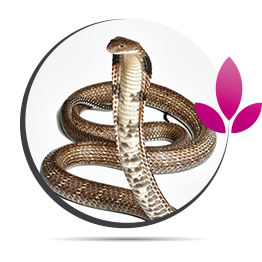 Le cobra - Astrologie Tibétaine Le cobra - Astrologie Tibétaine
