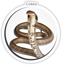 Cobra Signe d'Amitié : Cobra