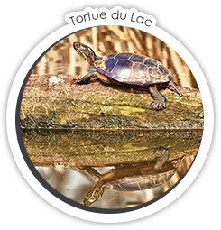 Tortue du lac Signe d'Amitié : Tortue du lac