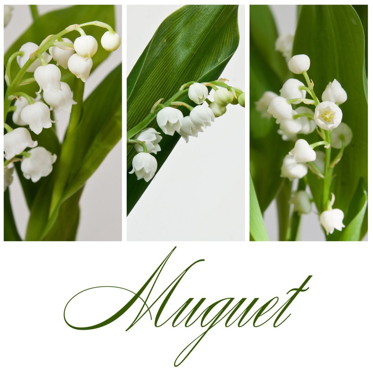 Muguet Bonheur